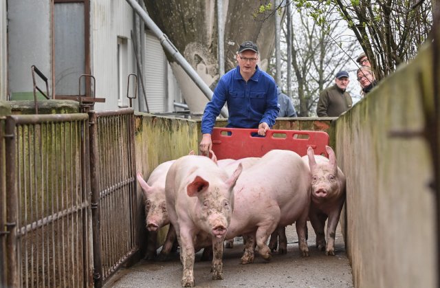 Brandenburgs Bauern können derzeit nicht genug Schweinefleisch i...