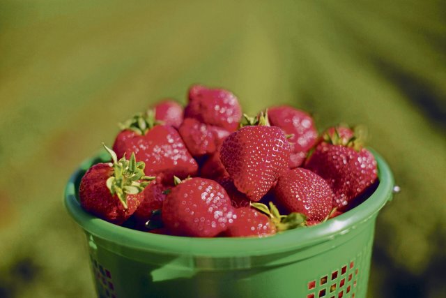 Am allerbesten schmecken Erdbeeren immer noch aus eigener Ernte.