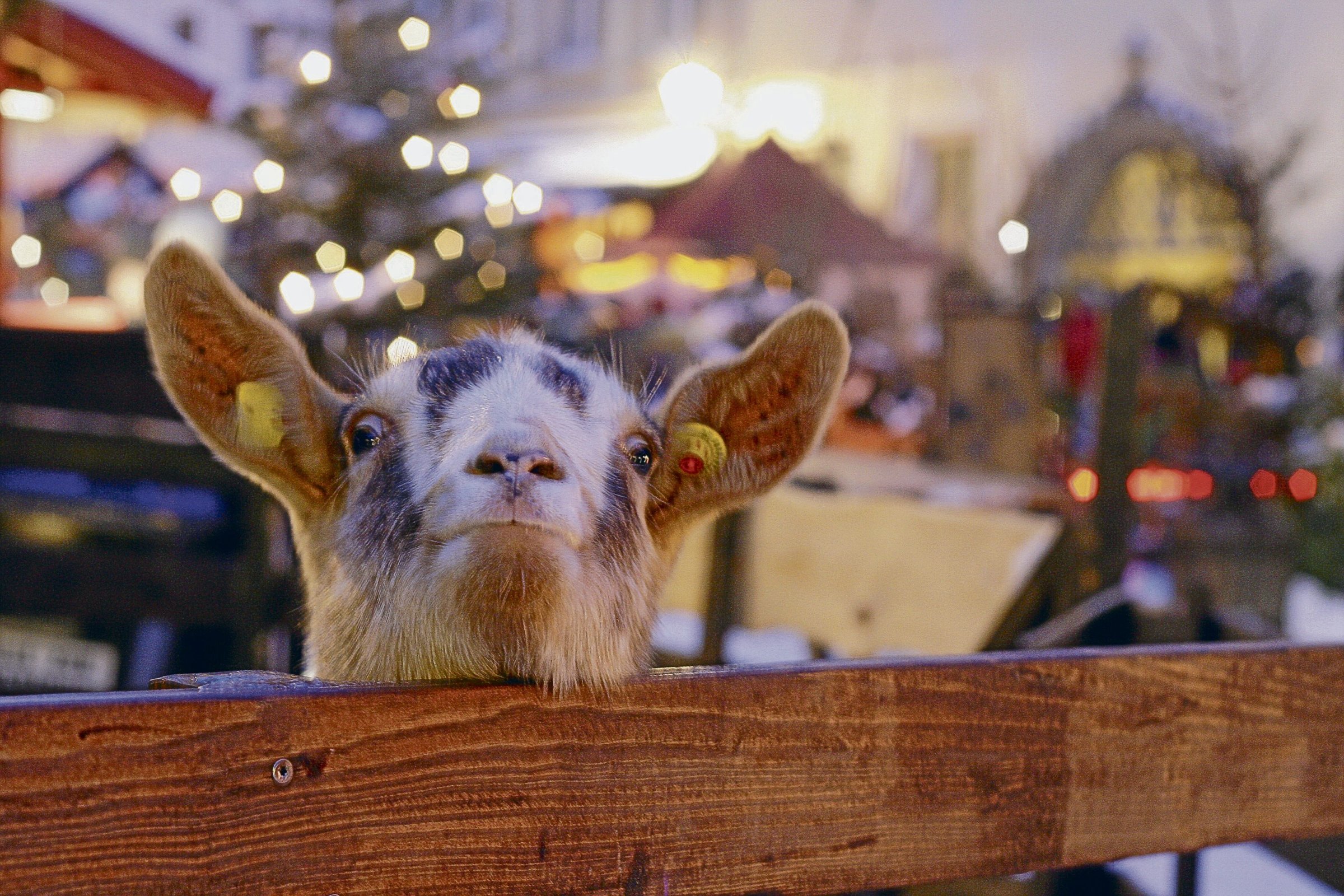 Marchés de Noël : excursion parfaite de l’Avent : au marché de Noël de Görlitz