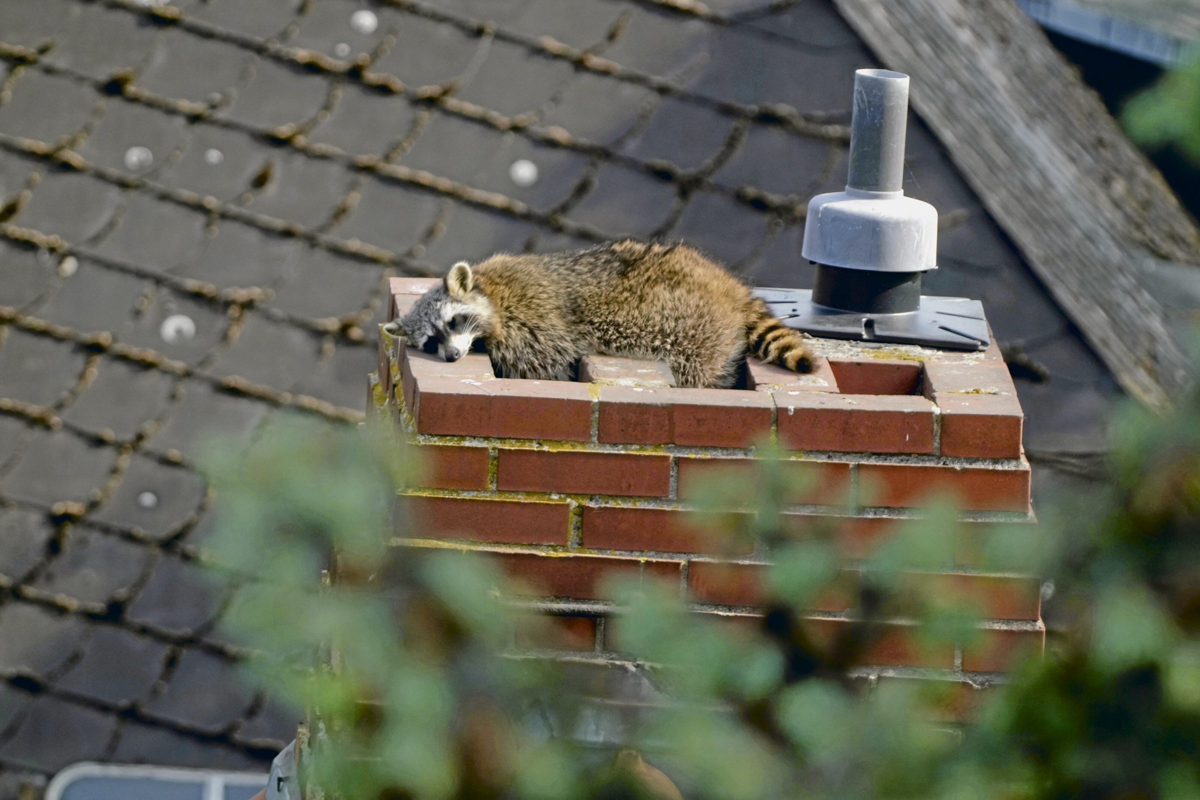 Tierschutz-Waschb-ren-in-Berlin-Besser-sterilisieren-als-jagen