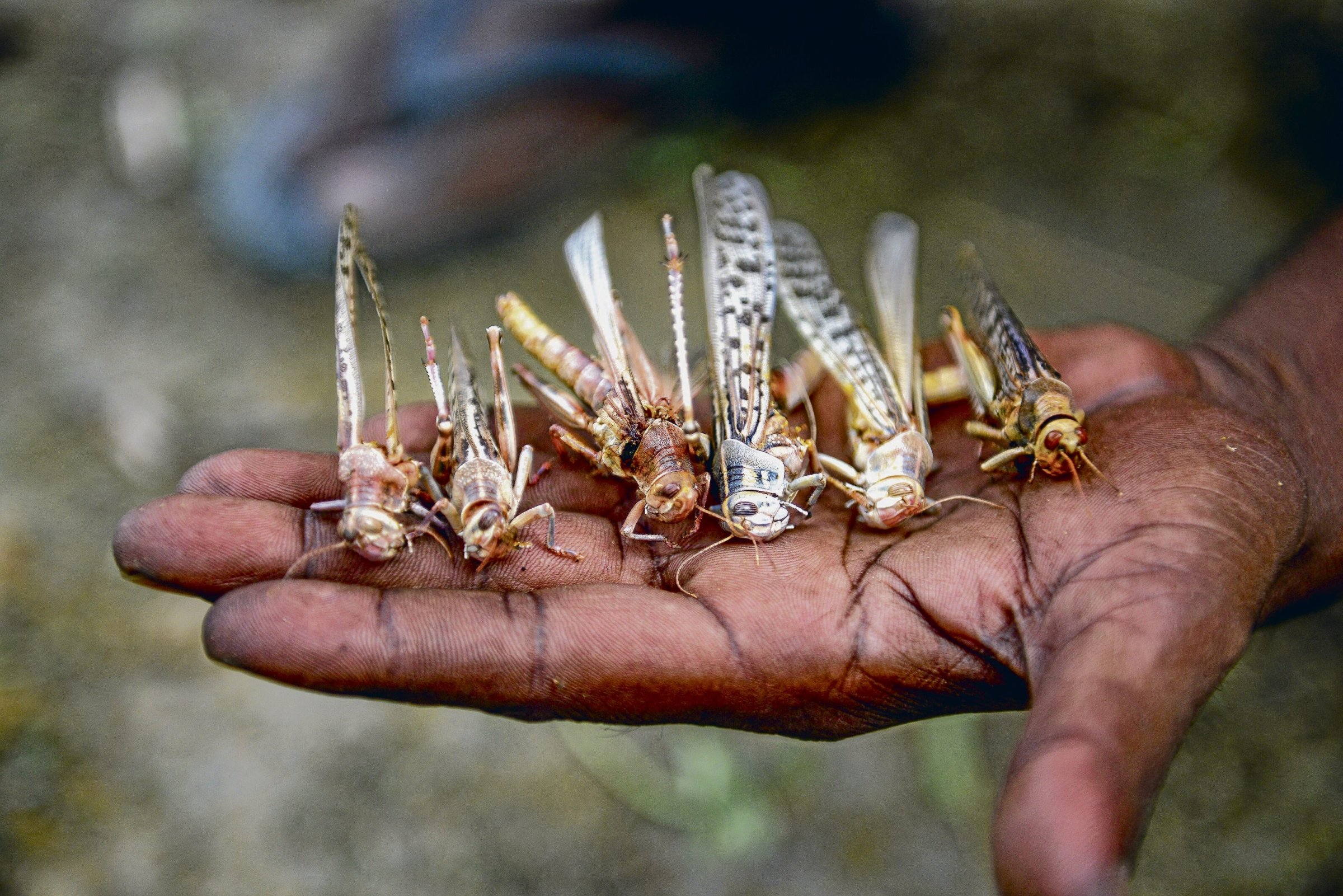 Insektensterben | Verhungern bei vollem Magen