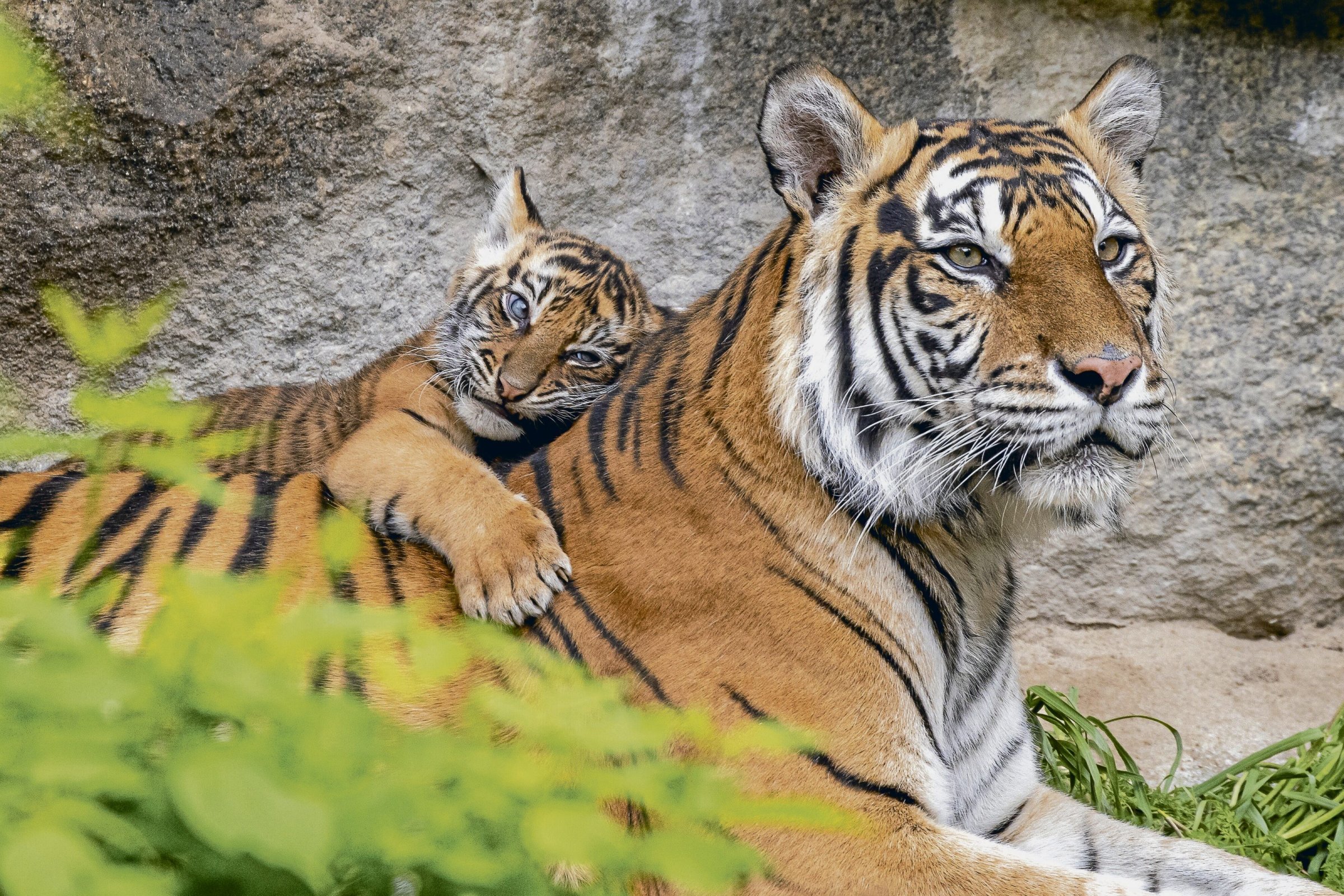 Zoologie-Der-Tierpark-Berlin-feiert-70-Geburtstag