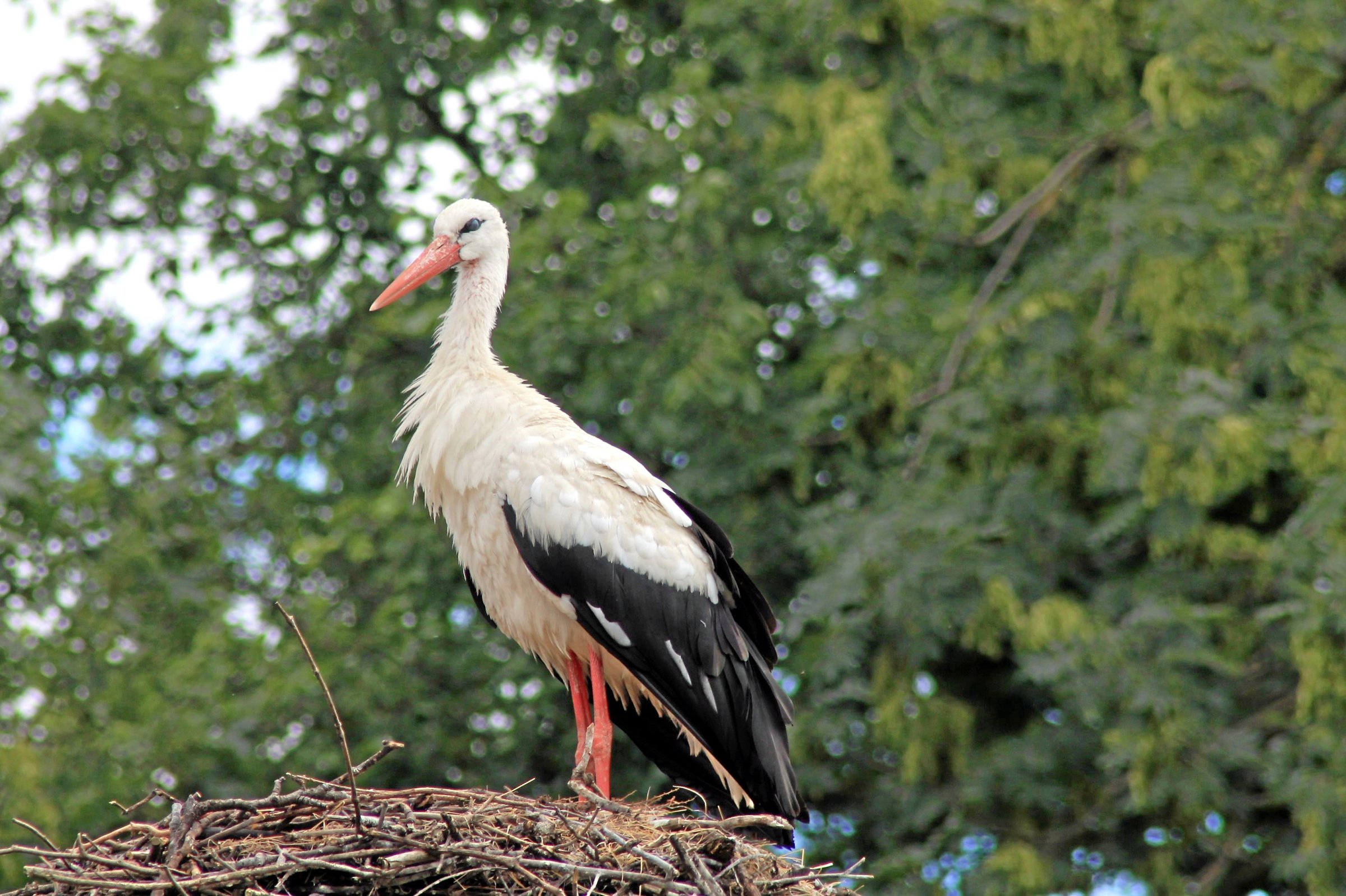 Sommerserie-Wildtiere-in-Berlin-St-rche-in-Berlin-Schwarz-Wei-Rot-in-Sympathisch