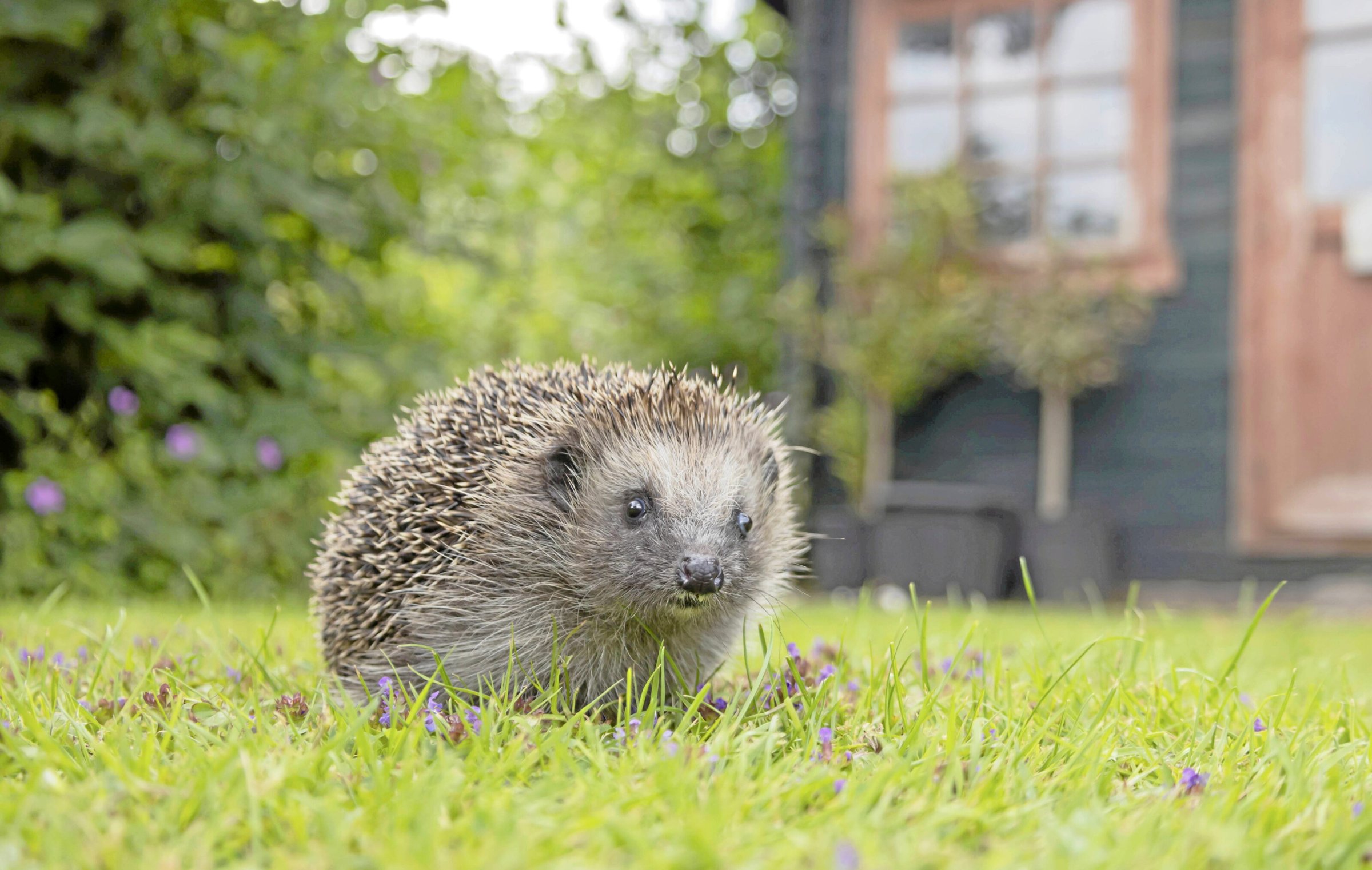 Wildtiere-Igel-in-Berlin-Vor-verschlossenen-G-rten