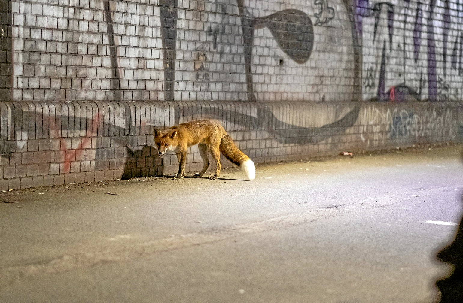 Wildtiere-F-chse-in-Berlin-Lieber-Brache-als-Wald