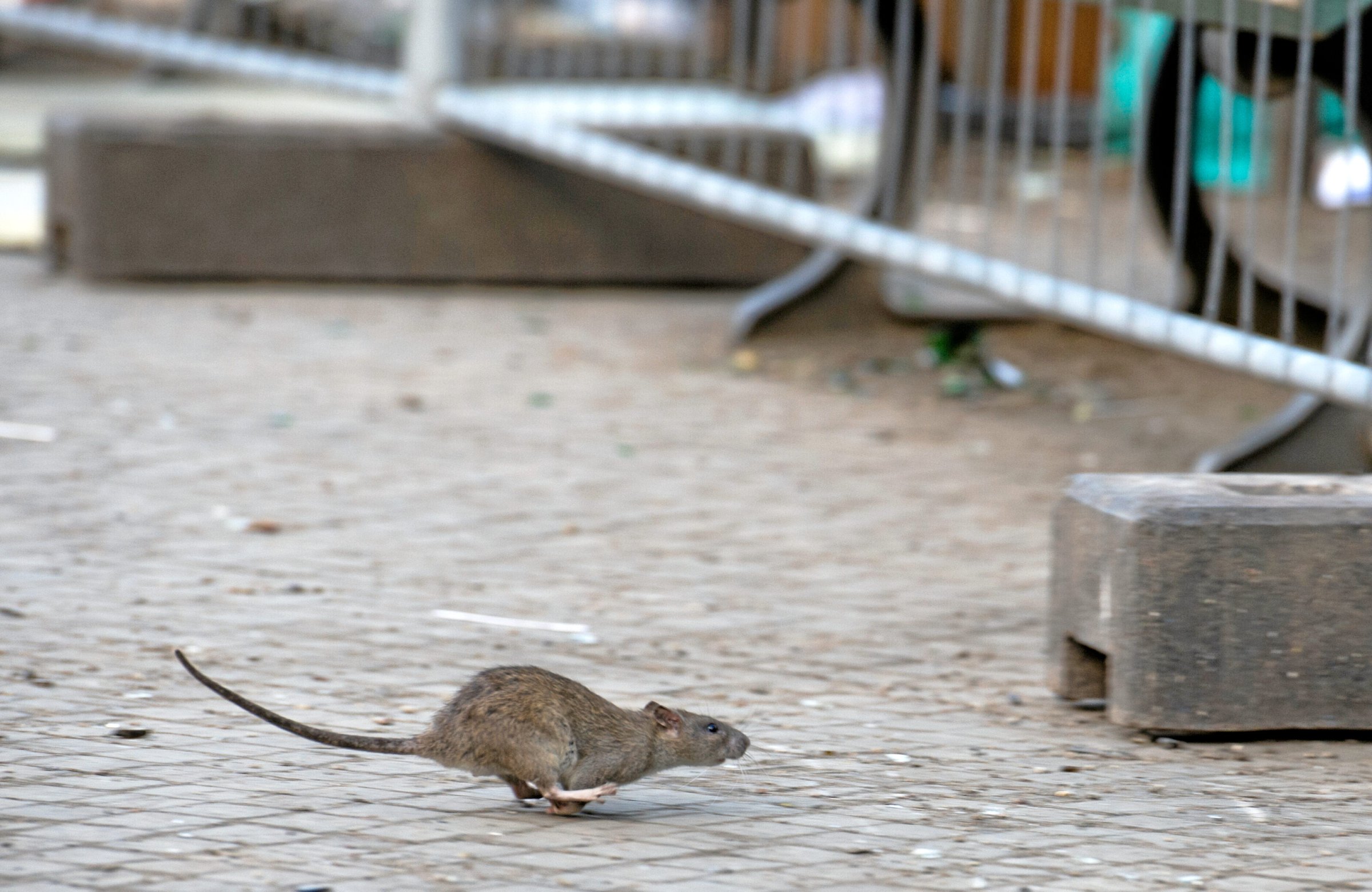 Wildtiere-in-Berlin-Ratten-Berlins-graue-Eminenz