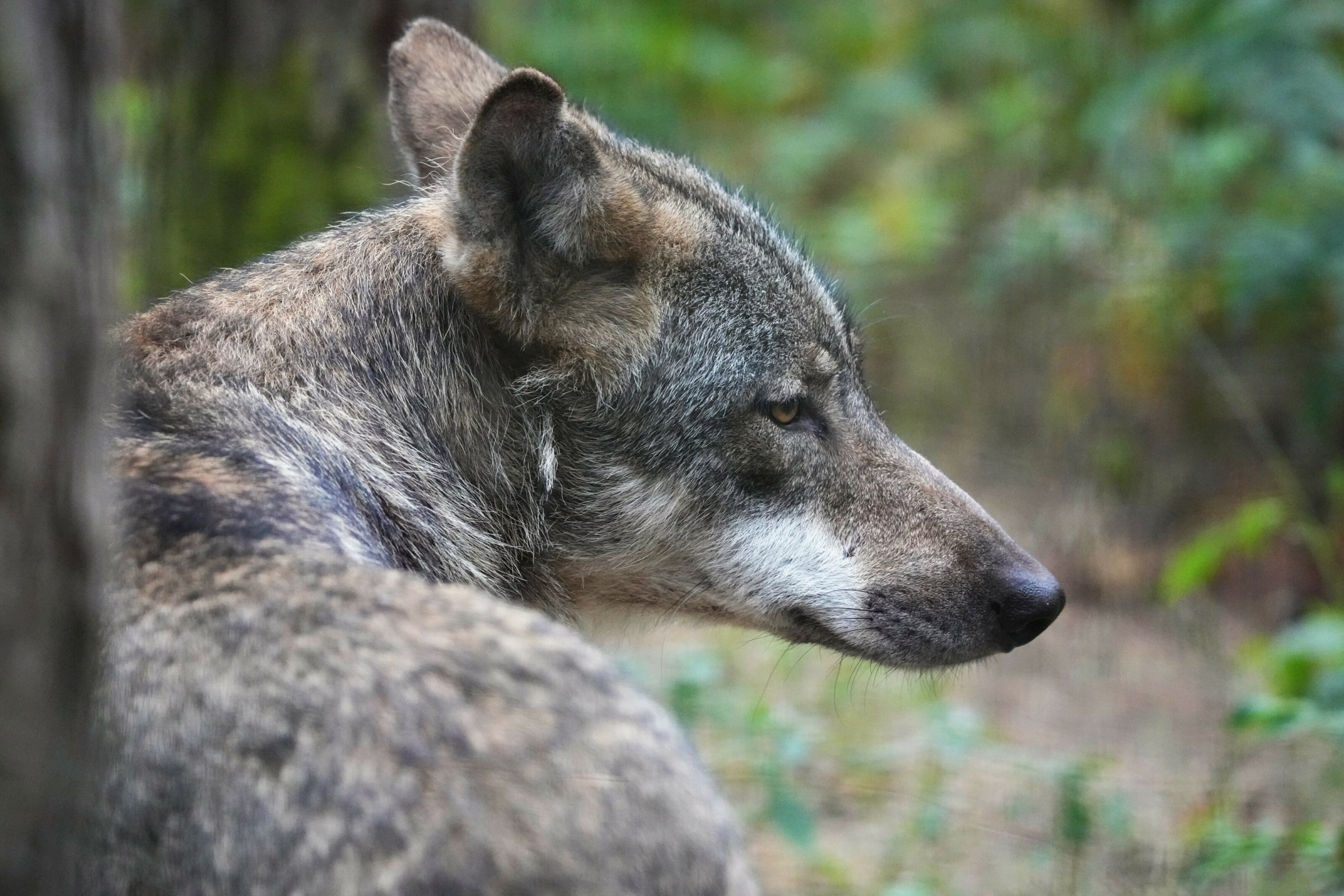 Artenschutz-Sch-fer-halten-nichts-von-Jagd-auf-W-lfe