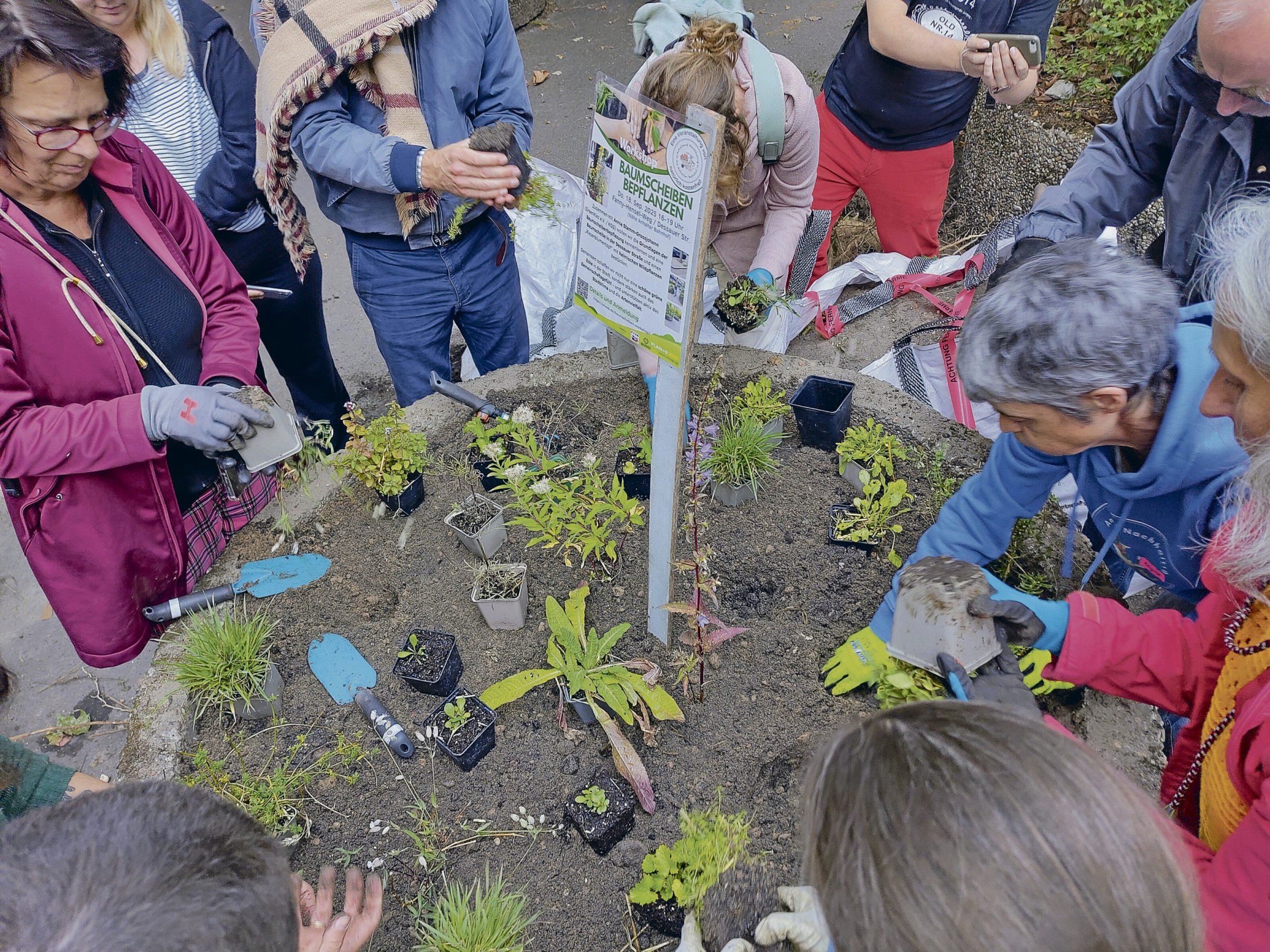 Pilotprojekt-Friedrichshain-Kreuzberg-mit-Wildblumen-am-Stra-enrand