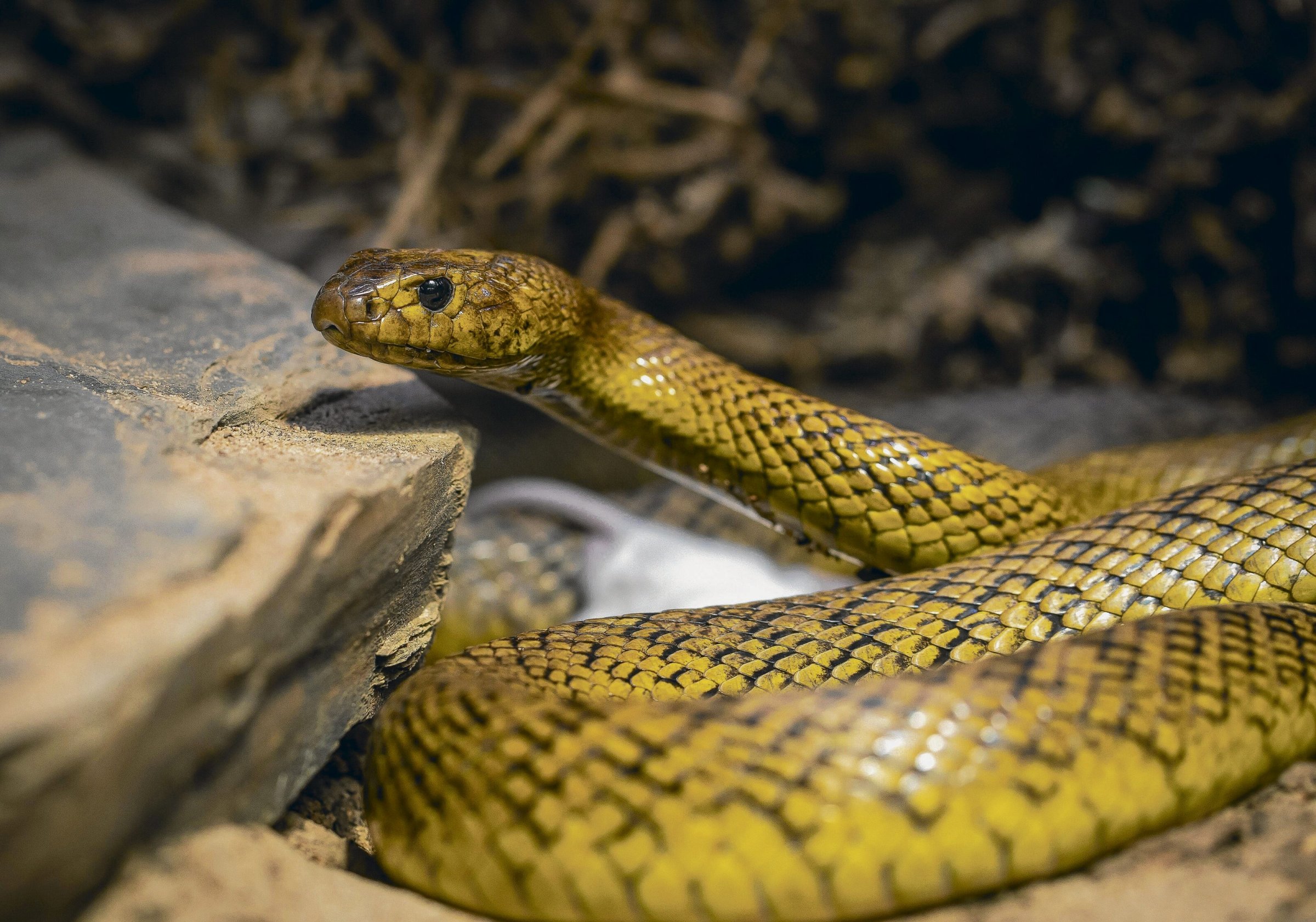 Giftschlangen-Millisekunden-entscheiden-ber-Leben-oder-Tod