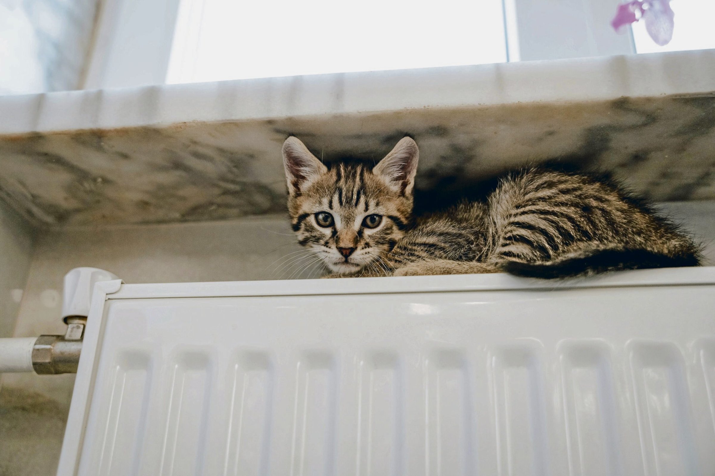 Haustierhaltung-Alles-f-r-die-Katz-aber-vor-allem-eine-Haftpflicht