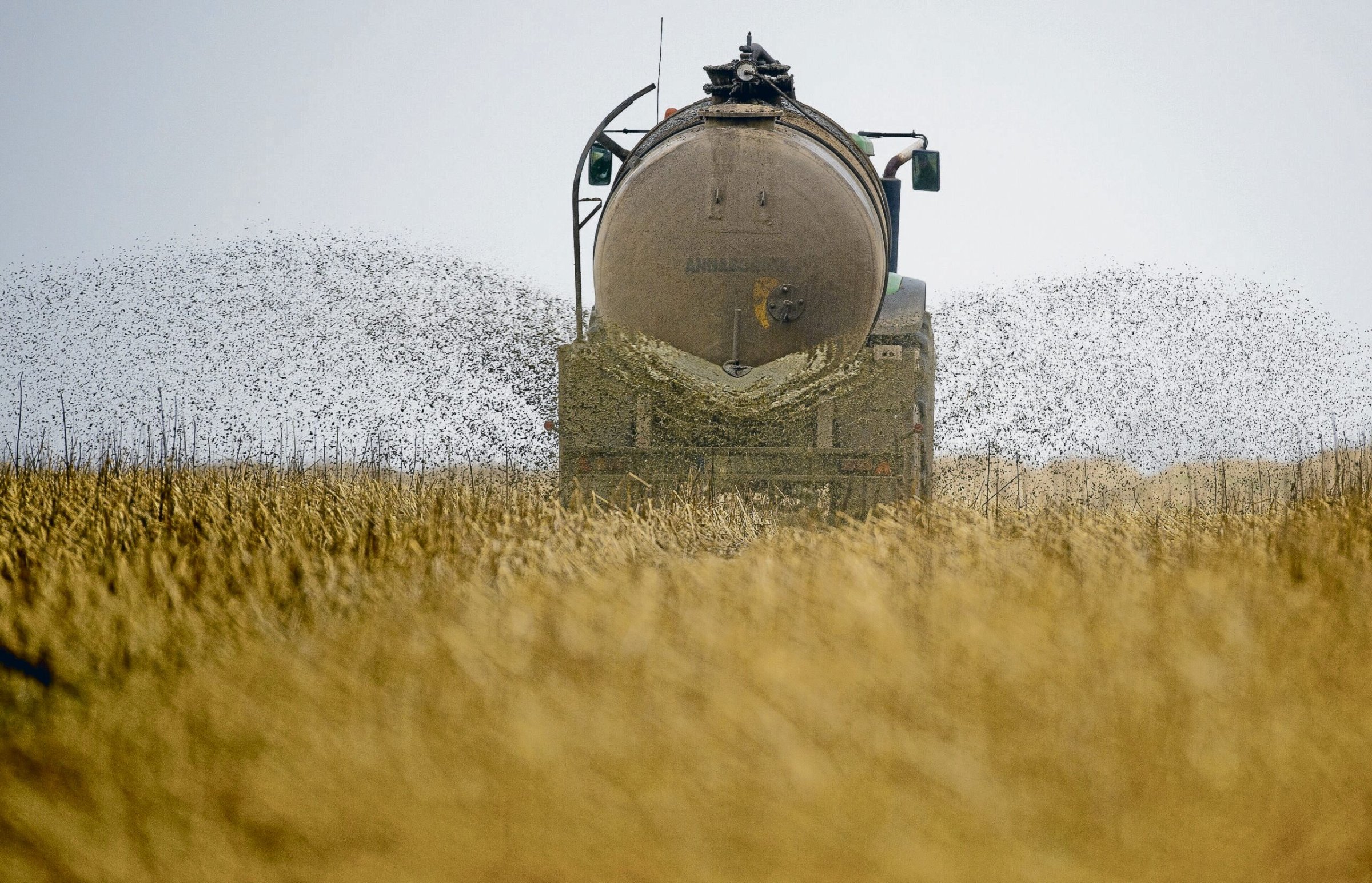 Brandenburg-Bauern-wehren-sich-gegen-mehr-D-nge-Beschr-nkungen
