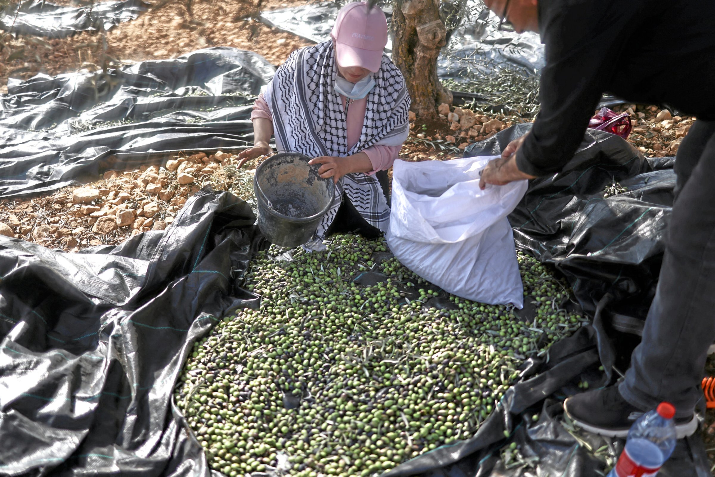 Pal-stina-Kahlschlag-im-Olivenhain