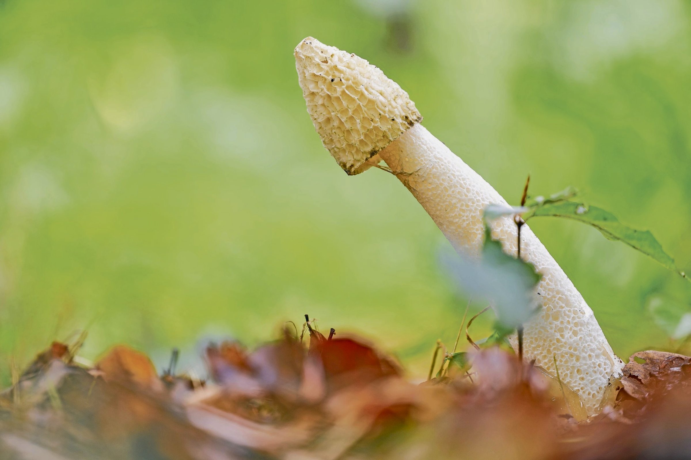 Harald-Martenstein-Post-aus-der-Peniskanone