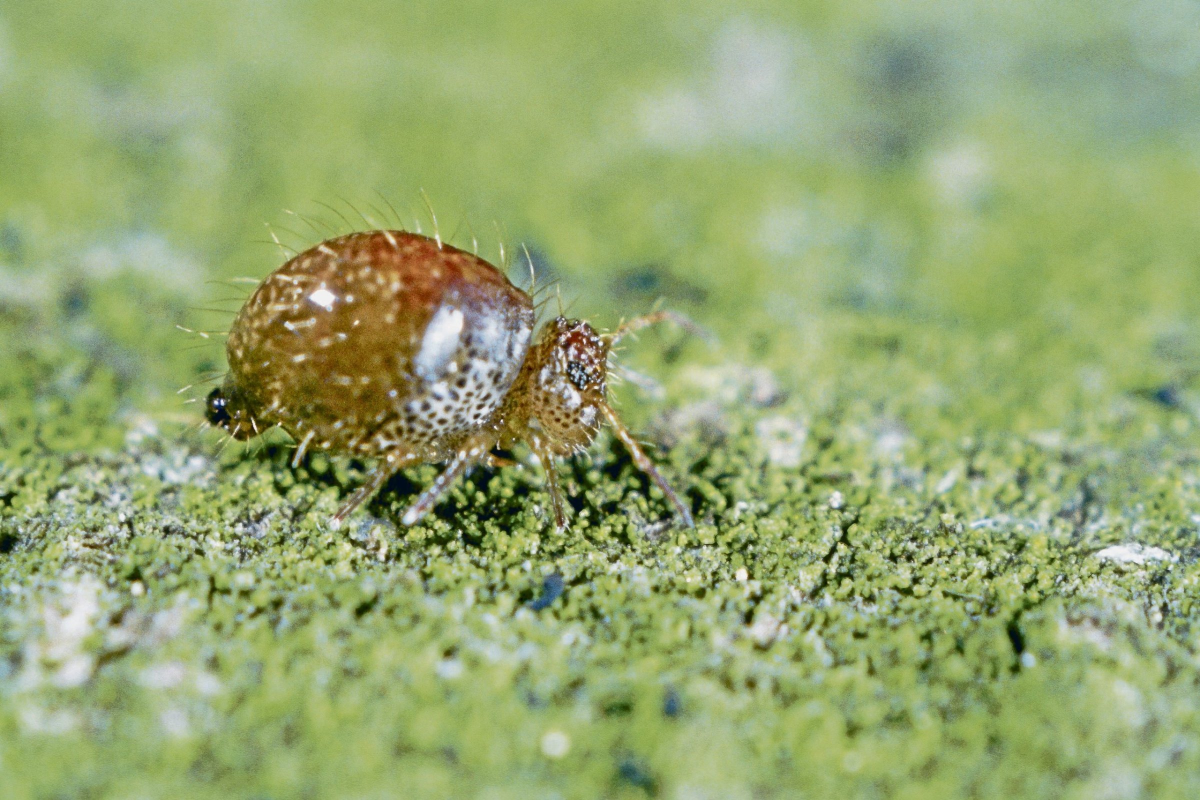 Biodiversit-t-Unbekannte-unter-unseren-F-en