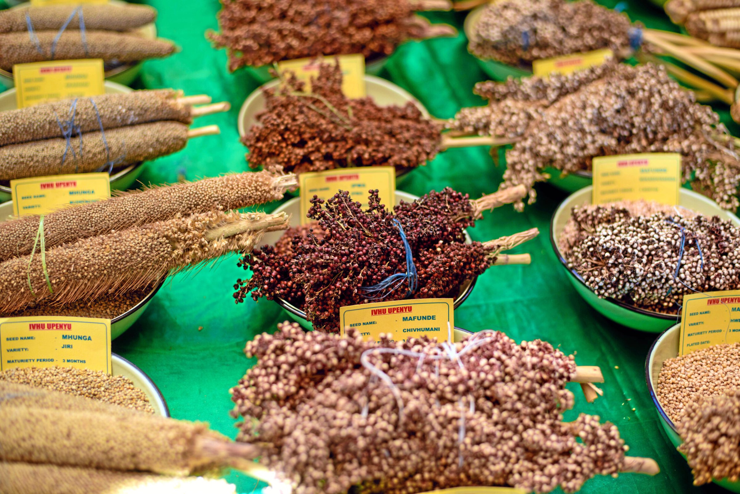 nd-Solidarit-tsaktion-Simbabwe-Permakultur-ist-der-Schl-ssel