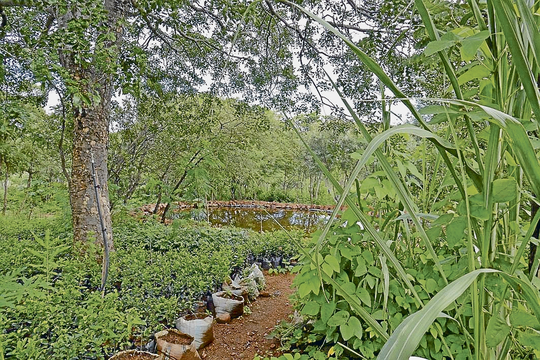 nd-Solidarit-tsaktion-Simbabwe-Fruchtbare-Felder