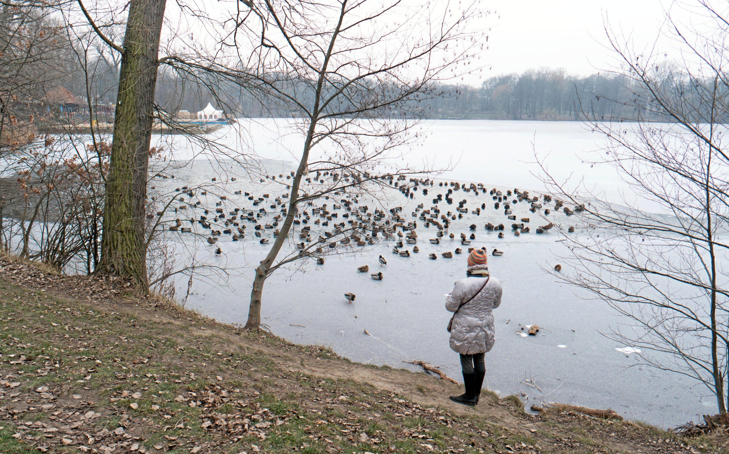Stadt-kologie-Berlin-Eine-gr-ne-Mauer-um-den-Wei-en-See