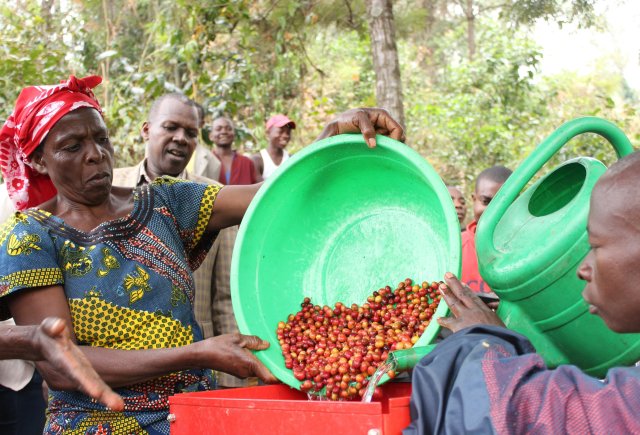 Der Faire Handel mit Kaffee eröffnet auch in der DR Kongo Perspektiven.