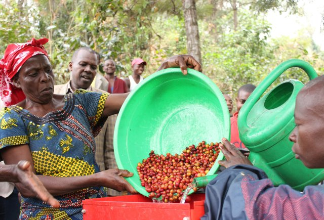Nachhaltiger Kaffeeanbau sichert Existenzen in Kongo.