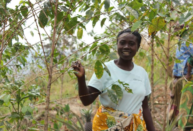 Der Kaffeeanbau soll den Menschen in der DR Kongo ein sicheres Einkommen ermöglichen.