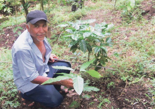 Miguel Ulloa hat die Kakaobäume mitten in sein Kaffeefeld gepflanzt.