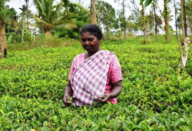 Grüner Tee verschafft den Adivasi Perspektiven.