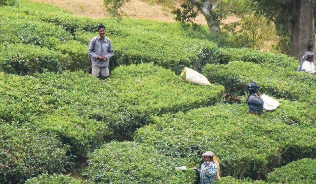 Teeplantage in den Nilgiri-Bergen, die mit ihrem tropischen Klima optimale Anbaubedingungen bieten.