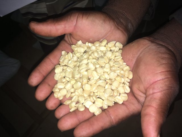 Noch ist genug Mais vorhanden – doch die Maisernte in Mosambik ist bedroht.