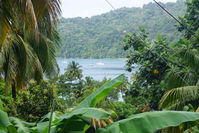 Natur pur: Der Regenwald in Tobago