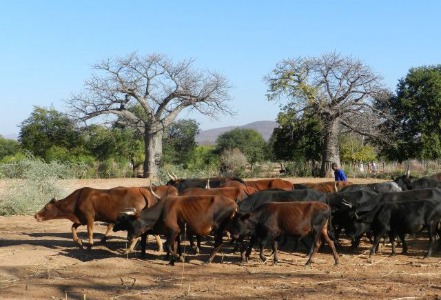 Mit nachhaltigem Weidemanagement sind die Kleinbauern und -bäuerinnen in Simbabwe klar im Vorteil.