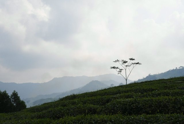 In den Teefeldern von Ban Muong sind die Produkte von Monsanto nicht willkommen.