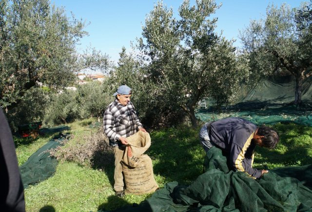 16 Bauern gehören mittlerweile zur griechischen Kooperative »Messinis Gea«.