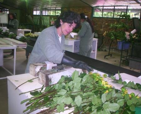 Blumenarbeiterin in Kolumbien