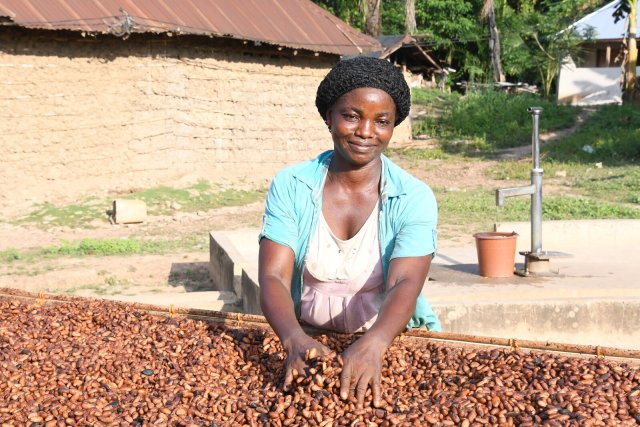 Nach der Ernte wird getrocknet: Kakaoschoten.