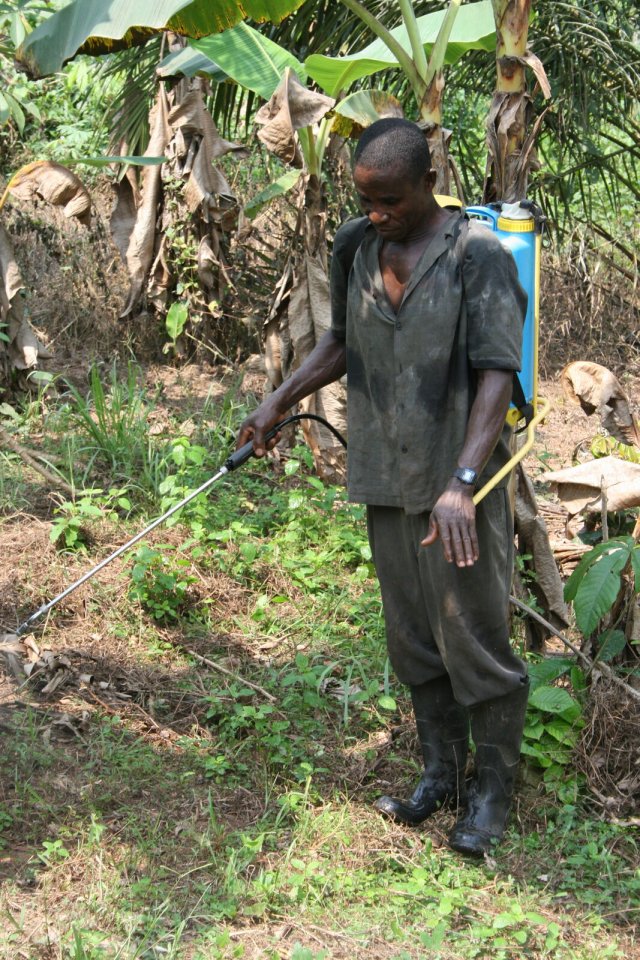 Gefährlicher Pestizid-Einsatz in Ghana
