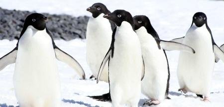 Pinguine unter Hitzestress