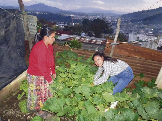 Das Kleingartenprojekt der Fraueninitiative sorgt für frisches und gesundes Gemüse, ein Teil der Ernte wird verkauft.