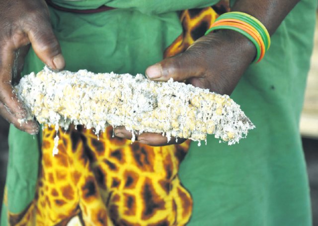 Der Klimawandel ist gut für den Heerwurm und schlecht für den Mais: 2020 hat die Raupe Nimmersatt in Mosambik fast die gesamte Maisernte aufgefressen.
