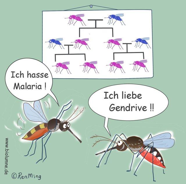 Biolumne: »Gen-Antrieb« gegen Malaria?
