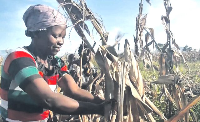 Die Organisation ANAM sorgt durch Schulungen in Mosambik für höhere Ernteerträge.