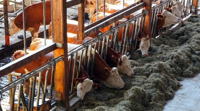 Im Stall verbraucht ein Rind weniger Wasser – Ein Argument gegen Weidehaltung?