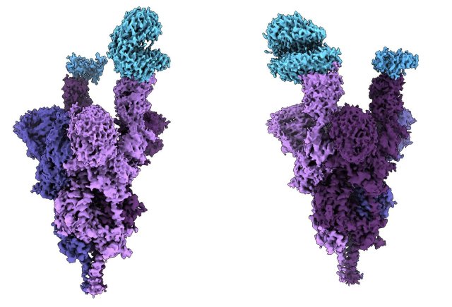 Spikeprotein (lila) von Omikron am menschlichen ACE2-Rezeptor (blau)