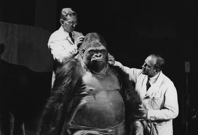 Gorilla Bobby kam 1928 als Zweijähriger in den Berliner Zoo: Karl Kaestner und Gerhard Schroeder bei der Arbeit an der Dermoplastik von Bobby