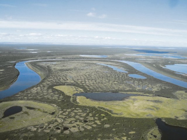 Offene Lärchenwälder auf der Taimyr-Halbinsel – am Rande der Tundra