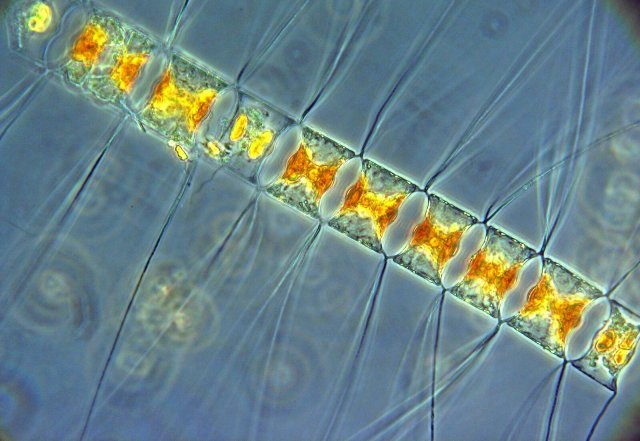 Kieselalgen, auch Diatomeen genannt, sind eine wichtige Planktongruppe im Ozean