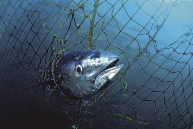 Erwärmung, Artensterben, Überfischung und Vermüllung: Um die Meere steht es immer schlechter.