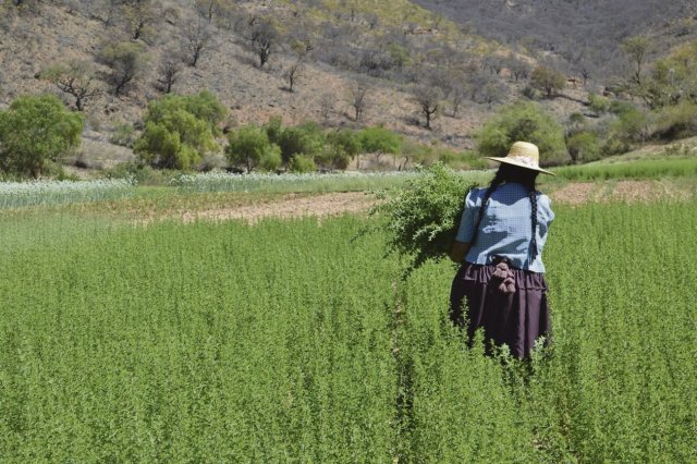 Oregano ist eine anspruchslose Gewürzpflanze. Sie mag volle Sonne und mageren Boden. Ihr Anbau ist für die bolivianischen Kleinbäuer*innen ähnlich einfach wie der von Mais.