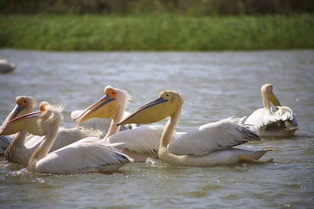 Pelikane im Djoudj-Nationalpark im Senegal: Ein von Deutschland gefördertes Gasprojekt gefährdet dort die Artenvielfalt.
