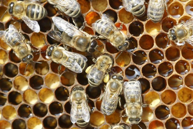 Bienen können gut im Kollektiv arbeiten, haben aber mutmaßlich keinen Kunstbegriff.