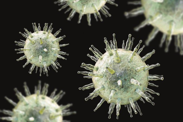 Epstein-Barr-Viren gehören zu den Herpesviren. Sie können das Pfeiffersche Drüsenfieber auslösen.
